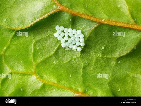 white insect eggs on leaves